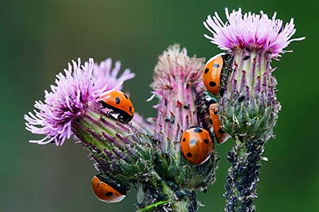 Ladybirds hunting aphids