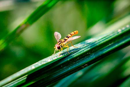 Macro einer Schwebfliege auf einem Grashalm