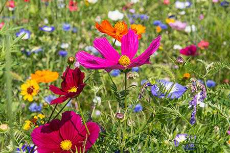 Praire-Fleurie-Fushia-drome