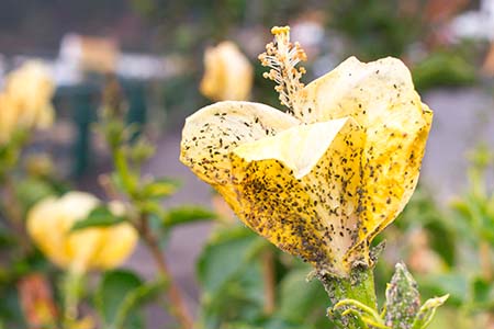 Mealybug on hibiscus flower. Plant aphid insect infestation. Thi