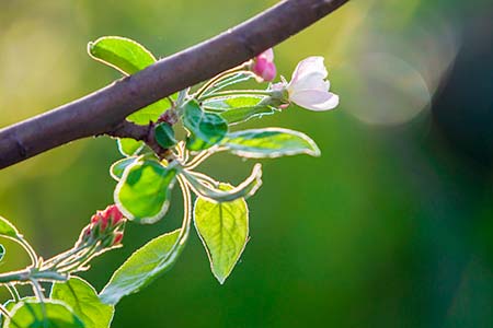 Blossoming apple branch. White flower, pink buds and bright gree