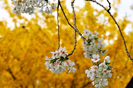 Forsythien