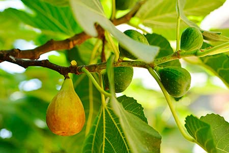 Fig tree with fruits