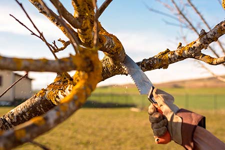 Gardener pruning fruit tree branch in the orchard