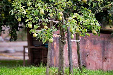 Close-up bunch of beautiful green pears hanging ripening on tree