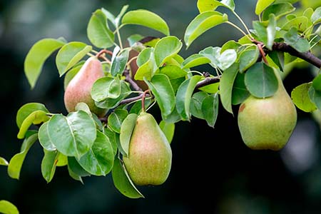 Close-up bunch of beautiful green pears hanging ripening on tree